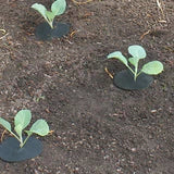 Cabbage Collars pack of 20 by Gardening Naturally.