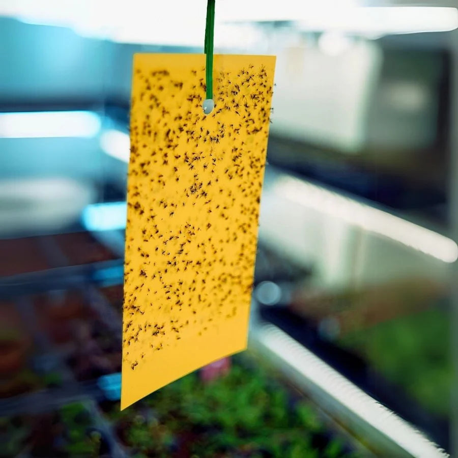 Yellow Sticky Traps, pack of 5 traps