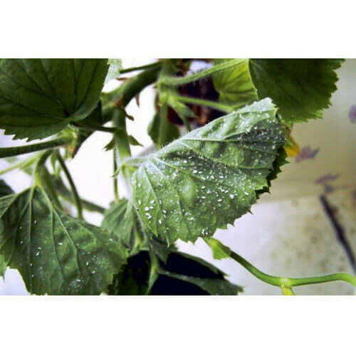 Agralan Whitefly Killer 500ml Concentrate. Natural whitefly control  from Agralan 10.49