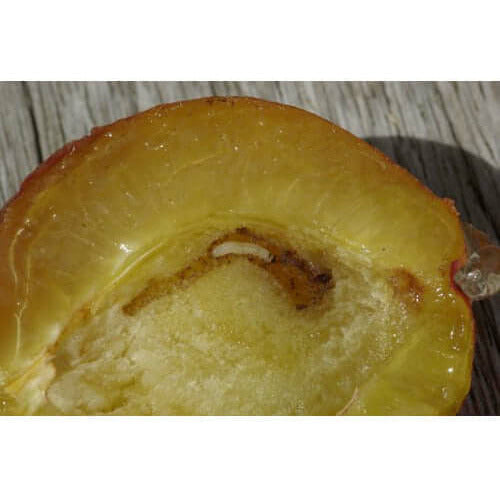 Agralan Plum Fruit Moth Trap. Pheremone Moth trap  from Agralan Ltd 8.95