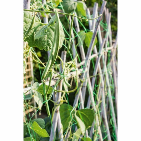 Pea & Bean Garden Net - 6m x 2m, pea and bean support netting.